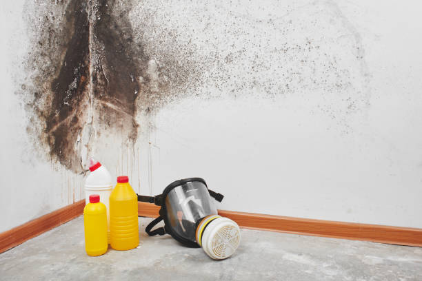 Best Emergency Mold Remediation  in Belen, NM